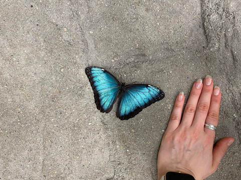 Papilonia Dinkelsbühl