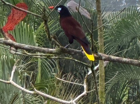 Rio Celeste By Chris Tours-Katira必去景点