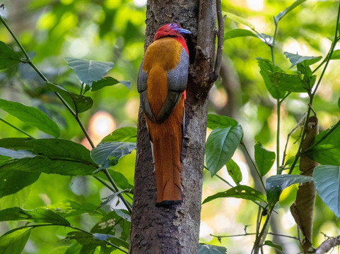 Khaoyai Jungle Tour and Photographer by Guide Jay-北冲县必去景点