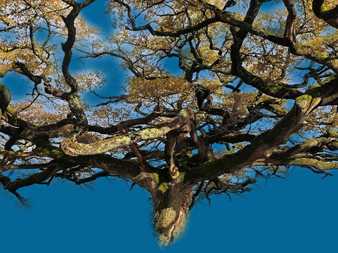 Chêne parapluie-Lathus-Saint-Remy必去景点