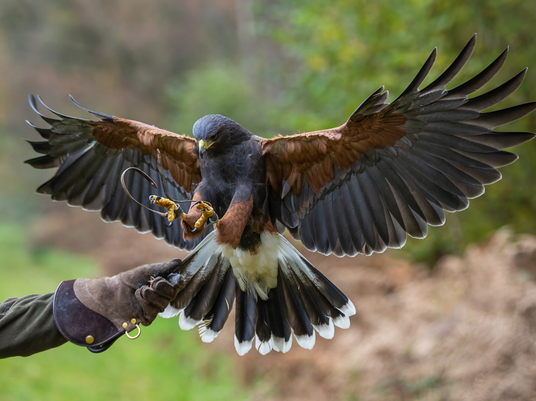 Hampshire Hawk Walks-Four Marks必去景点