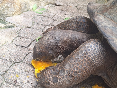 Moyenne Island-马埃岛必去景点