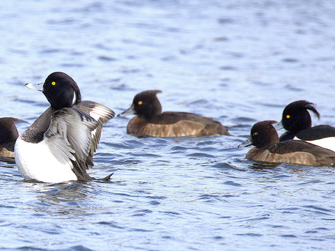 Pensthorpe-Fakenham必去景点