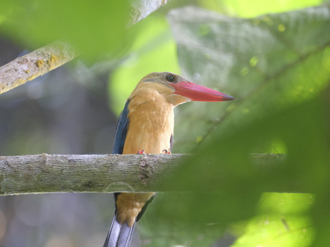 1StopBorneo Wildlife-斗湖必去景点