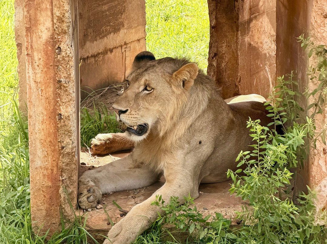 Nesa Africa Safaris Limited-Dar es Salaam必去景点