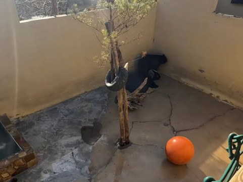 Cherokee Bear Zoo and Exotic Animals-切罗基必去景点