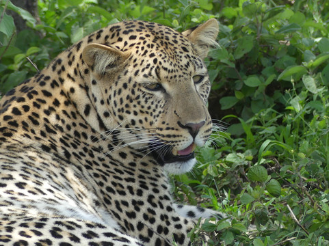 Makasa Tanzania Safaris-莫西必去景点