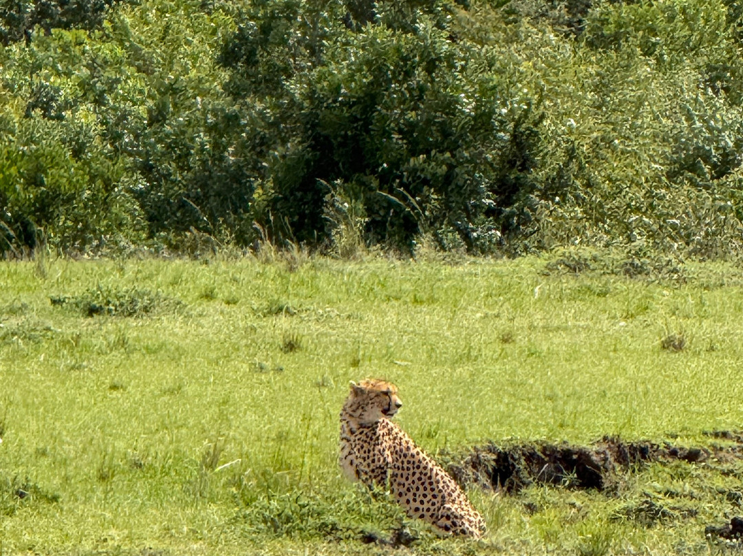 Imara Africa Safaris-内罗毕必去景点