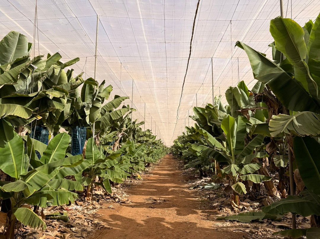 Finca Las Margaritas Banana Experience-拉斯加勒塔斯必去景点