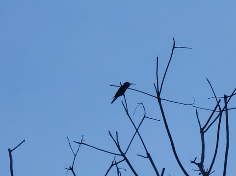 Safari Shwari Mafia Island-Utende必去景点