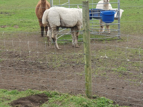 Willow Tree Family Farm-Shirebrook必去景点
