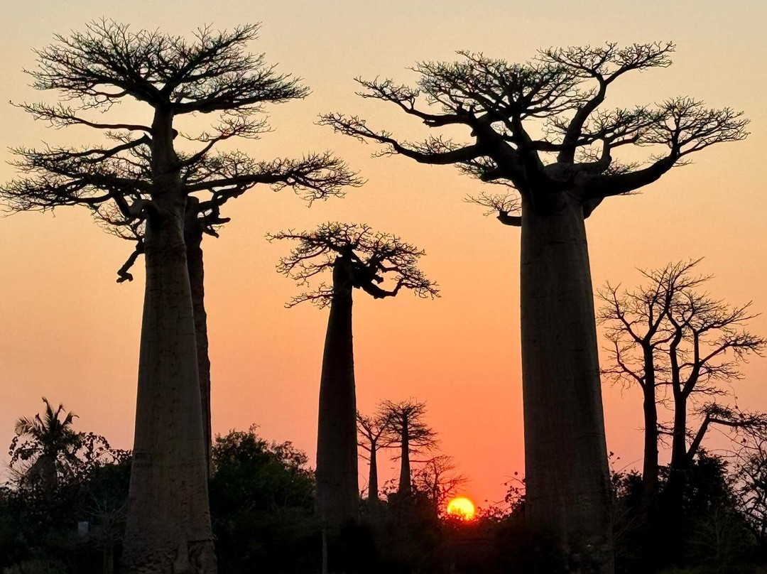 Wild-madagascar-tours-安塔那那利佛必去景点