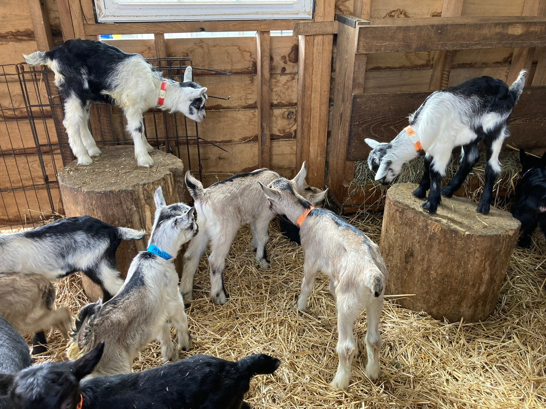 Gorgeous Goat Creamery-Stockton必去景点