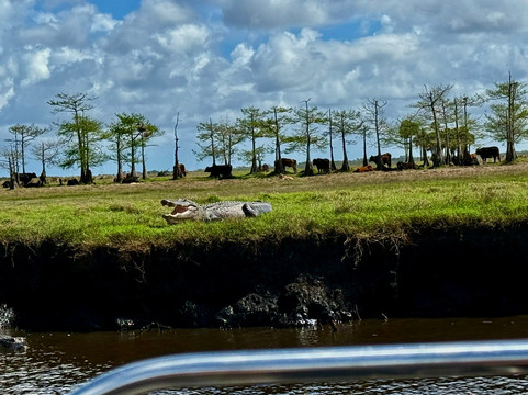 AirBoat Rides at Midway-Christmas必去景点