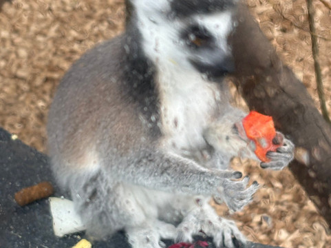 Folly Farm-Begelly必去景点