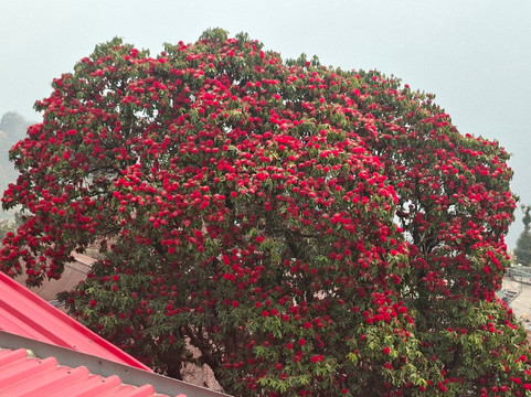 Adventures Unlimited-大吉岭必去景点