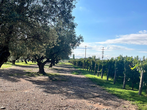 Bodega Trapiche-门多萨必去景点