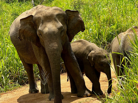 Cosy Voyages Tours-Athurugiriya必去景点