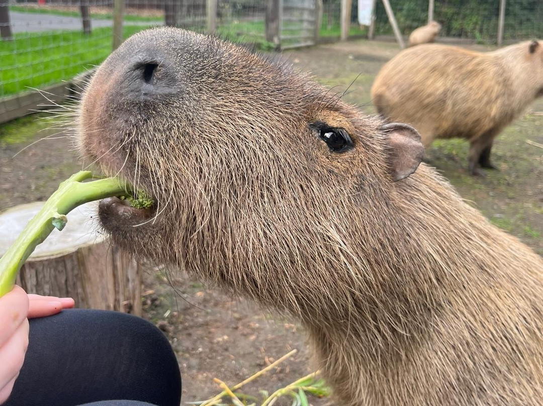Greenacres Animal Park-Deeside必去景点