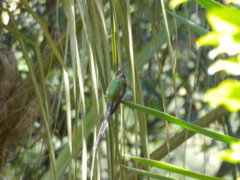 Ecuador Birds Tours-基多必去景点