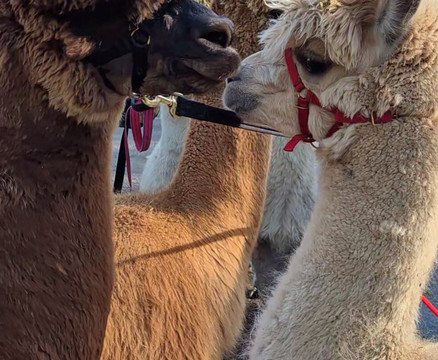 Wreay Syke Alpacas-肯德尔必去景点