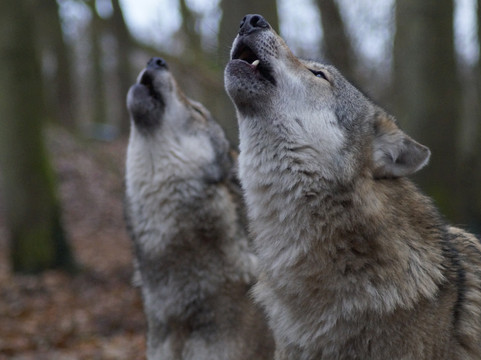 Wolfcenter Dörverden-Doerverden必去景点