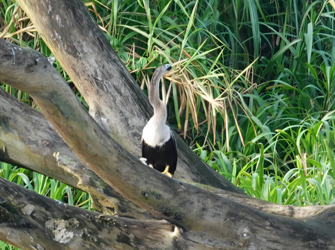 Pizote Tours-Boca Tapada必去景点