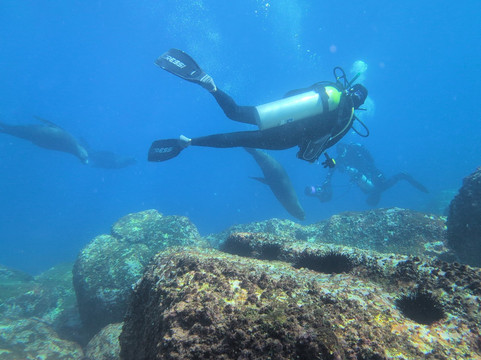 Dive Jervis Bay-赫斯基森必去景点