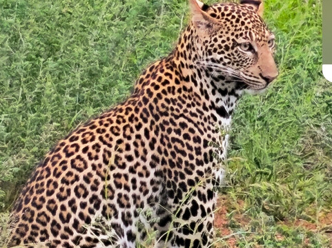 Travel Tamaro Adventures-迪亚尼必去景点