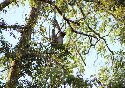 Amazon Discovery-伊基托斯必去景点