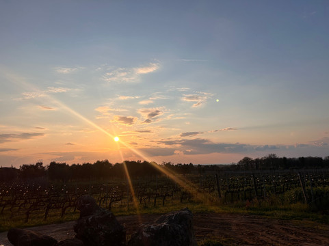 Lq - Le Querce - Wine Tasting