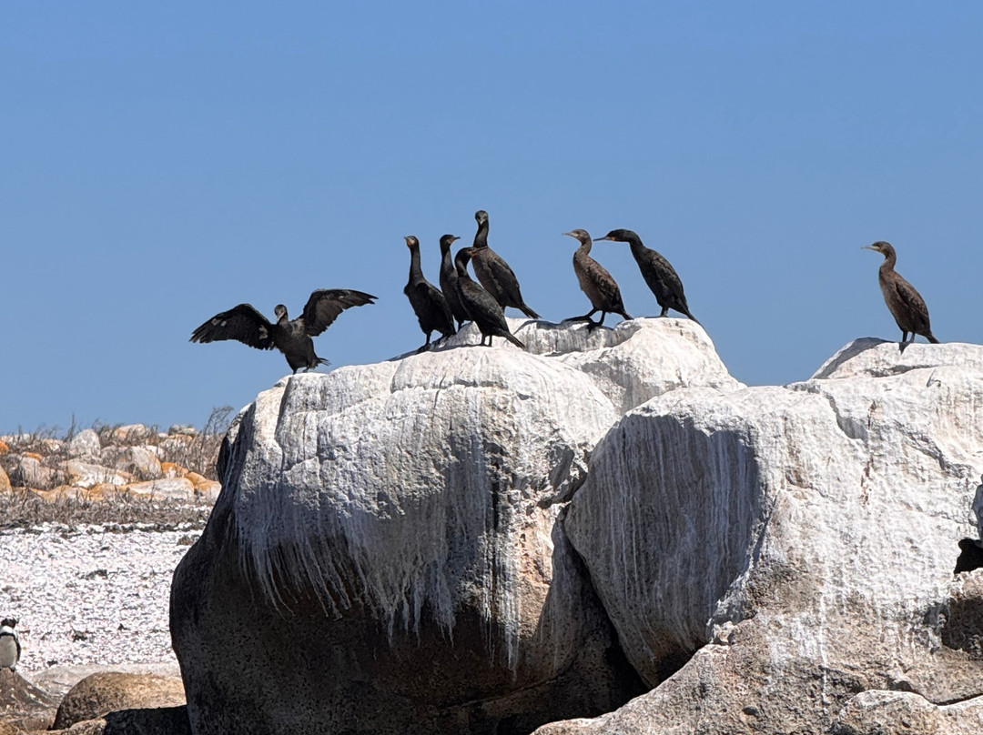Cape Coast Expeditions-Yzerfontein必去景点