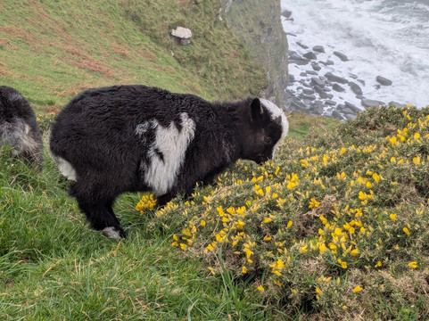 Valley of Rocks Walk-South West Coast Path-林顿必去景点