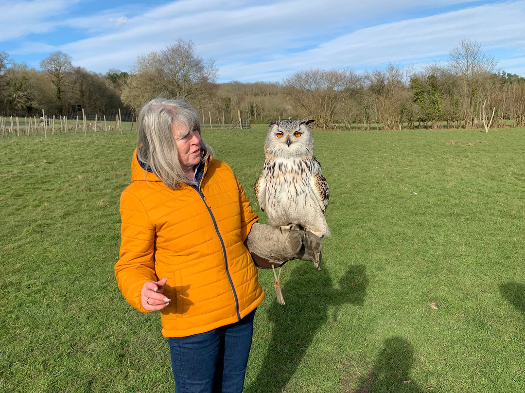 UK Owl And Raptor Centre-Groombridge必去景点