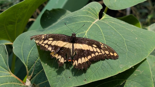Boquete Bees and Butterflies-波魁特必去景点