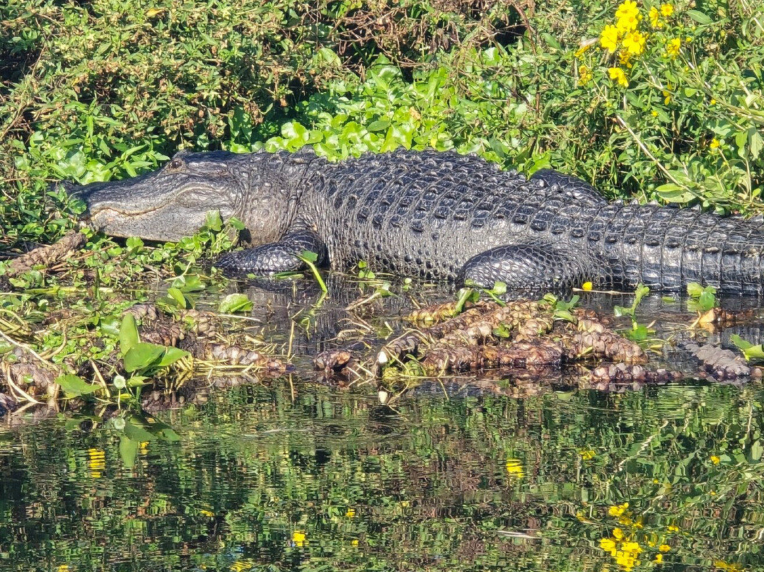 Grape Hammock Airboat & Alligator Tours-莱克威尔士必去景点