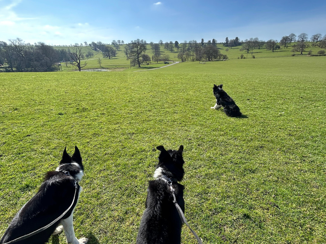 Nij Vyas Sheepdog Experience-East Norton必去景点