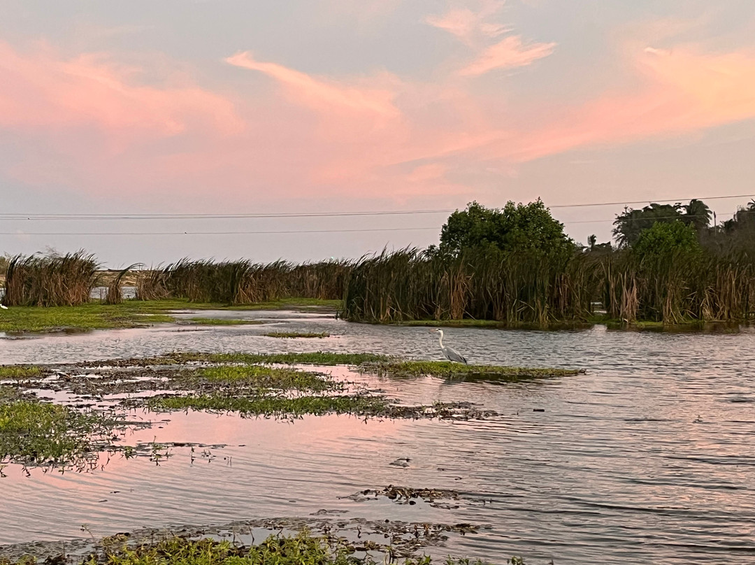 Kalametiya Eco Bird Watching-Kalametiya必去景点