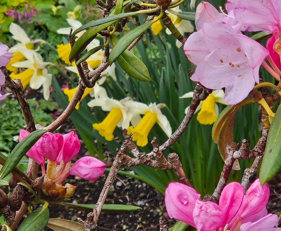 Branklyn Garden-珀斯必去景点