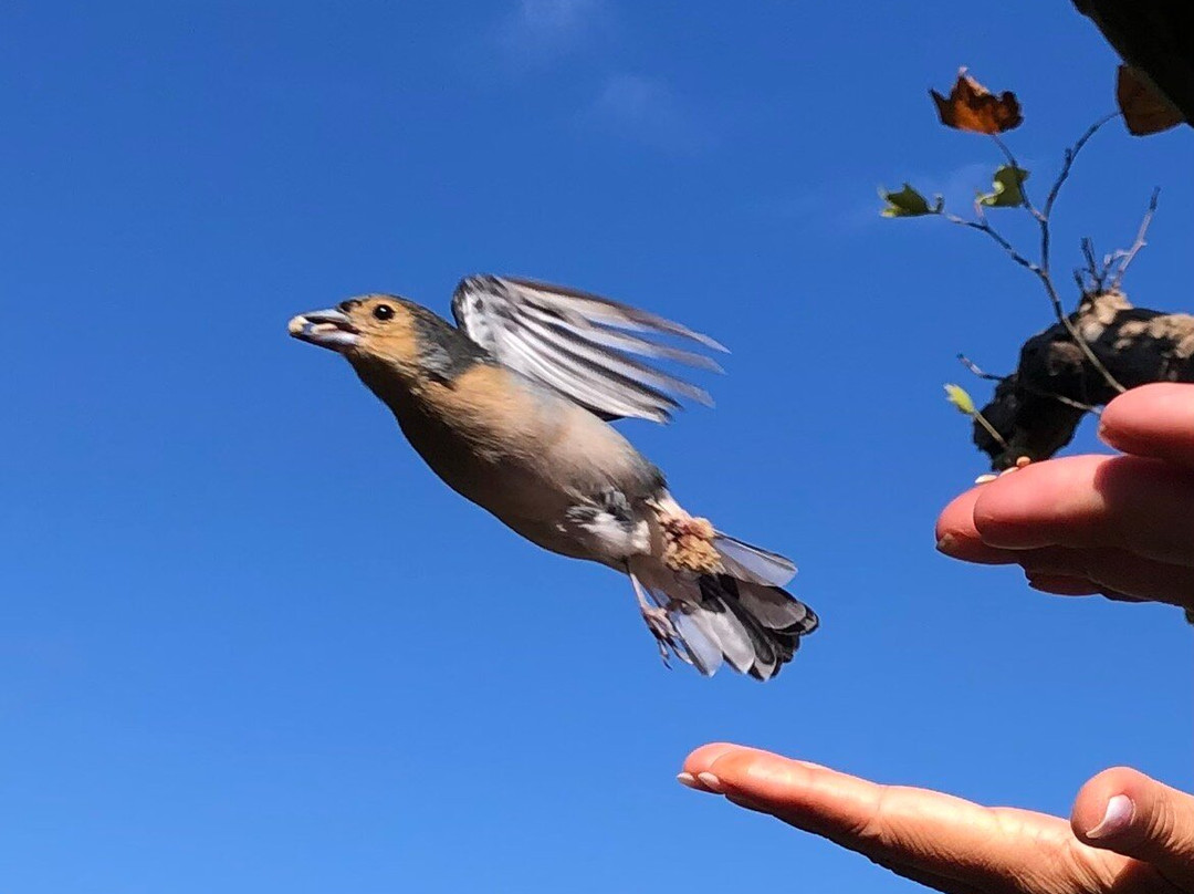 Balcoes de Ribeiro Frio-马德拉群岛必去景点