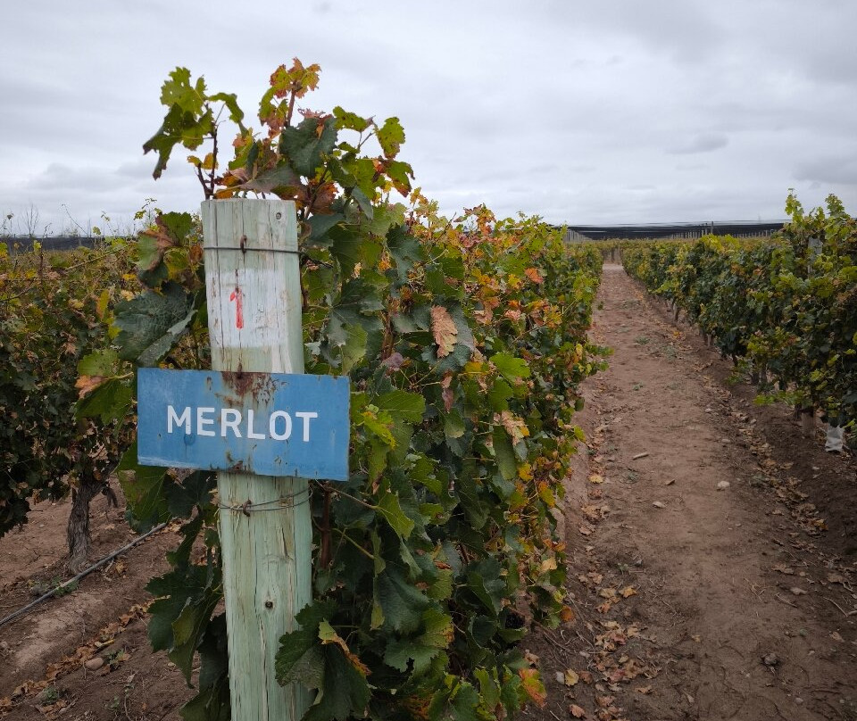 Bodega Norton-路冉得库约必去景点