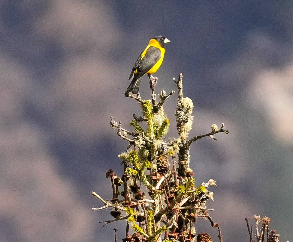 Himalaya Birding Guide-Ukhimath必去景点
