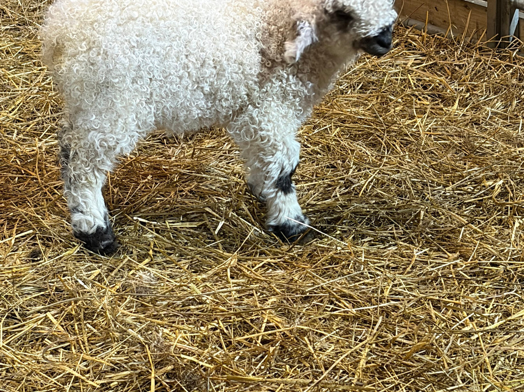 Woolley Animals Farm Park-Winkleigh必去景点