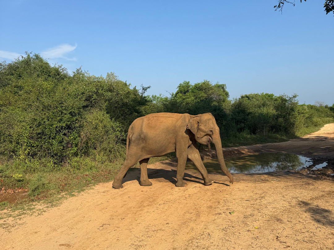 Udawalawe Safari Jeep With Guides-乌达瓦拉维国家公园必去景点