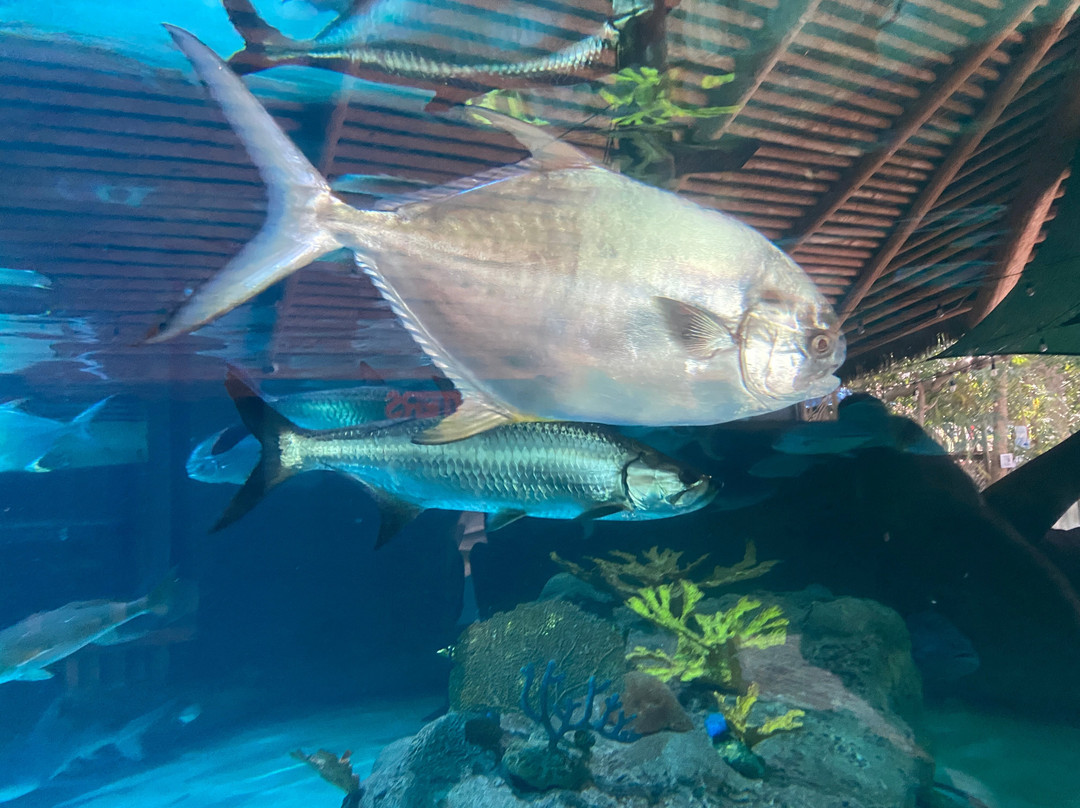 Florida Keys Aquarium Encounters-马拉松必去景点