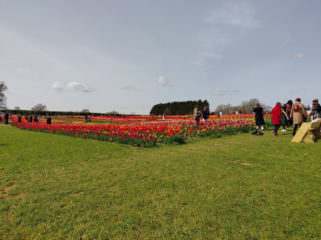Tulleys Tulip Garden - Warwickshire-沃里克必去景点