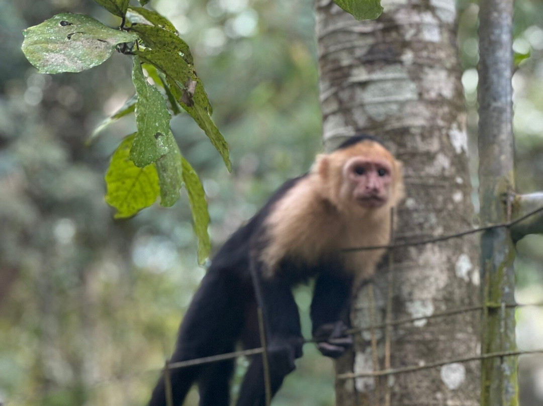 Monkey Mangrove Tour-克波斯必去景点