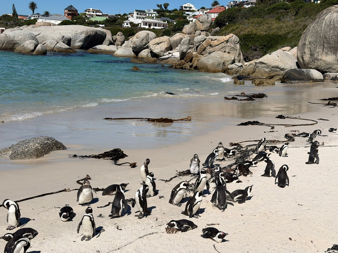 Boulders Beach Penguin Colony-西门镇必去景点