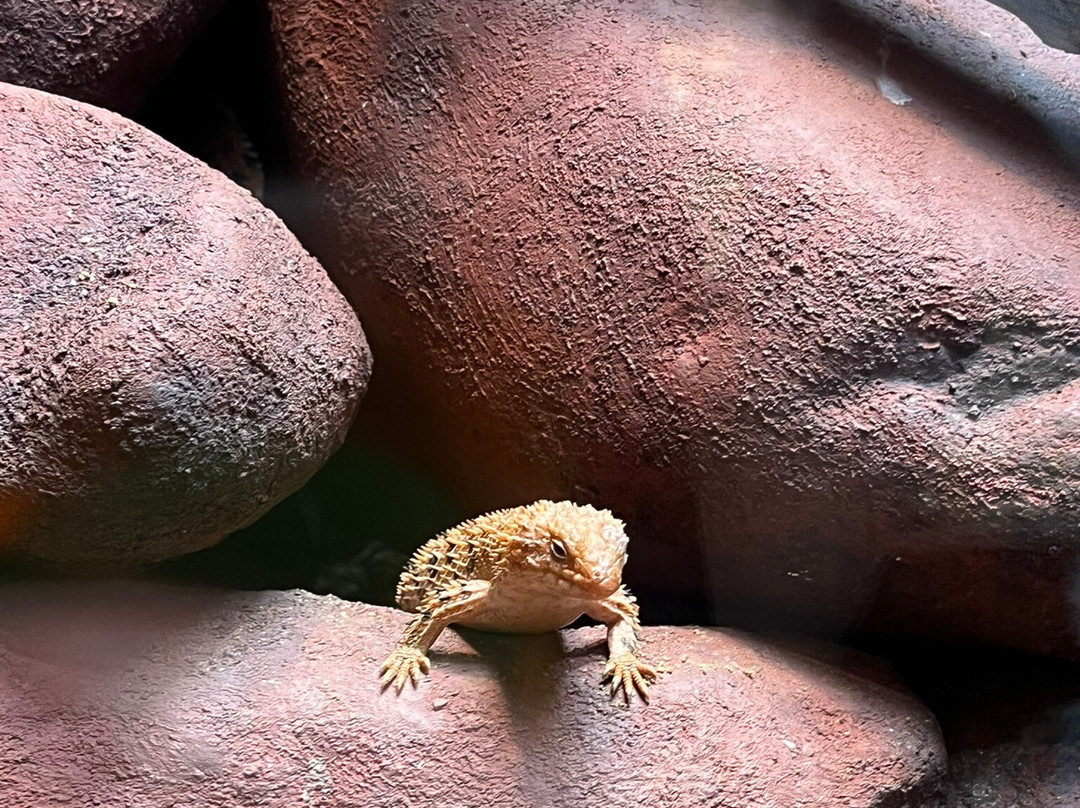 Hartley's Crocodile Adventures-Wangetti必去景点