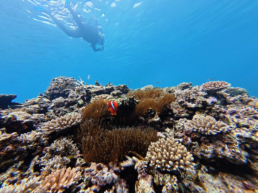 IRIOMOTE ADVENTURE PiPi-竹富町西表岛必去景点